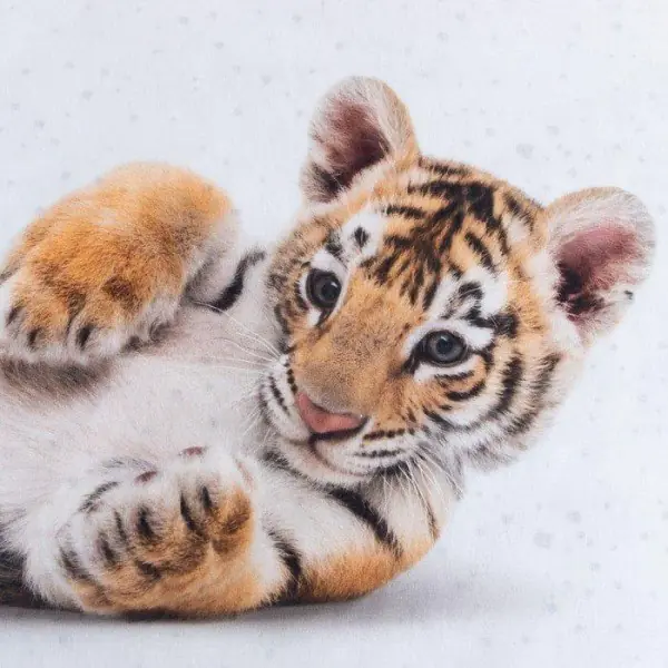 Постельное бельё Этель 1,5 сп "Little tiger" 143х215 см, 150х214 см, 50х70 см -1 шт, 100% хл, бязь